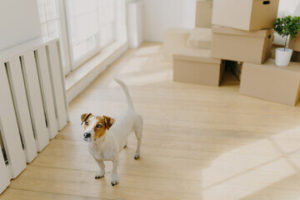 salone di casa vuoto con pacchi e un cagnolino 